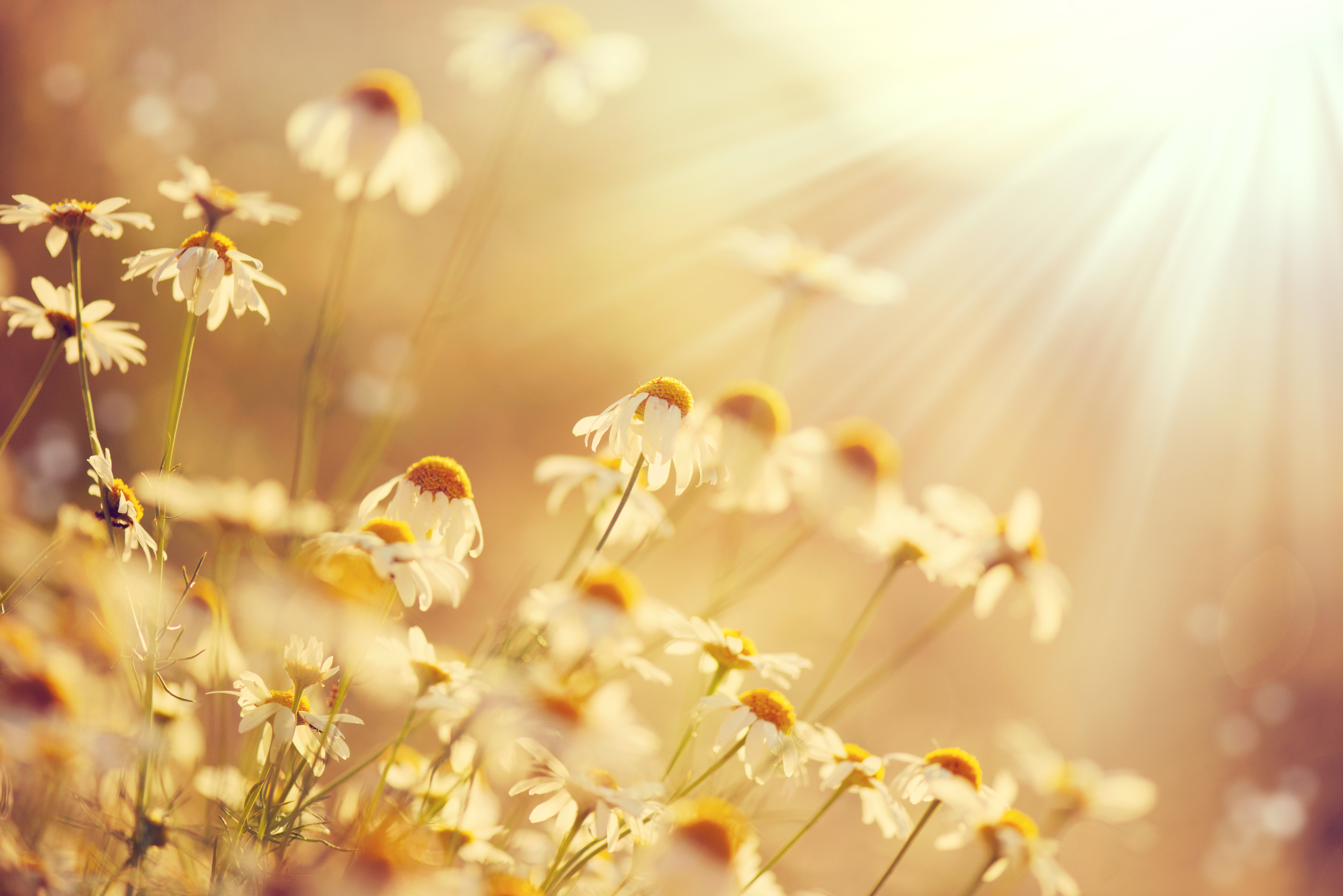 Sonnige Wiese mit weißen Margeriten und gelben Blütenzentren
